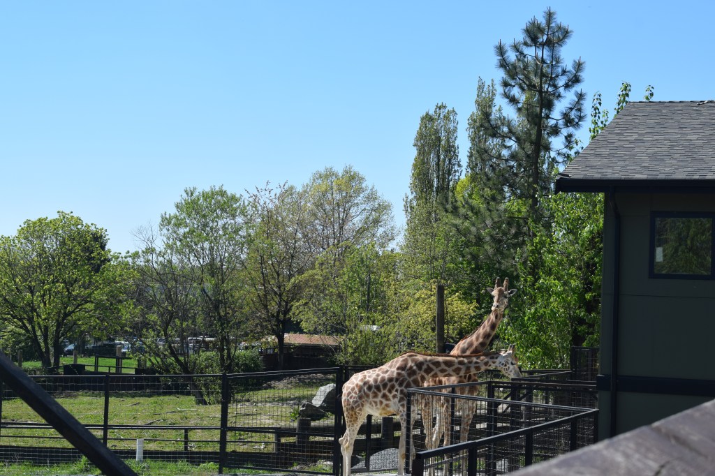 Vancouver Zoo with a Toddler: What It’s Actually&nbsp;Like